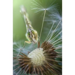Laowa 100mm f/2.8 2X Ultra Macro (Nikon Z)