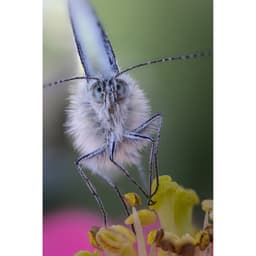 Laowa 100mm f/2.8 2X Ultra Macro (Sony E)
